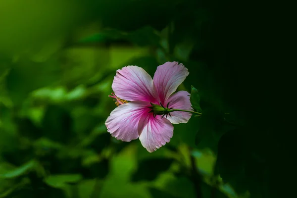 Flor Hibisco También Conocida Como Flor Del Zapato Coloquialmente Malvaceae —  Fotos de Stock