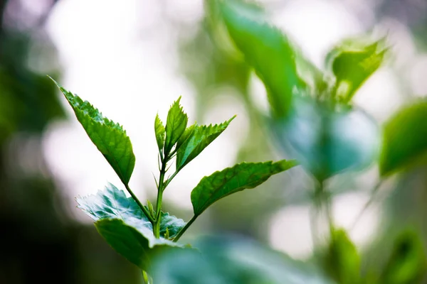 Liście Tropikalnych Roślin Tropikalnych Krzewów Liści Paprocie Zielone Liście Filodendrony — Zdjęcie stockowe
