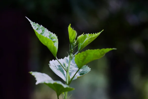 Τροπικά Δάση Φυλλώματα Φυτά Θάμνοι Φτέρες Πράσινα Φύλλα Philodendrons Και — Φωτογραφία Αρχείου