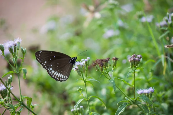 Euploea Core Corbeau Commun Est Papillon Commun Trouvé Asie Sud — Photo