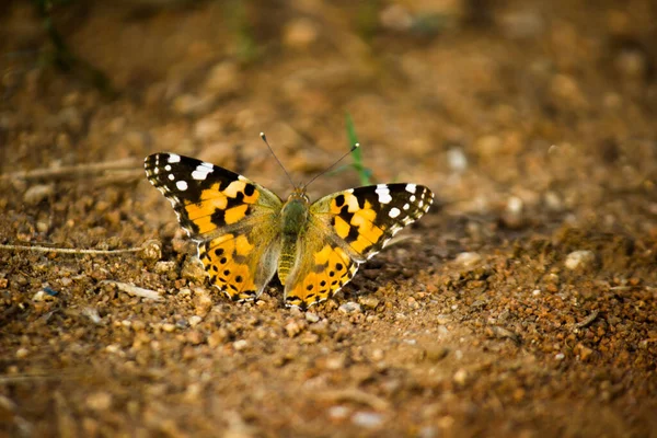 Image Papillon Tigre Ordinaire Aussi Connu Sous Nom Danaus Chrysippus — Photo