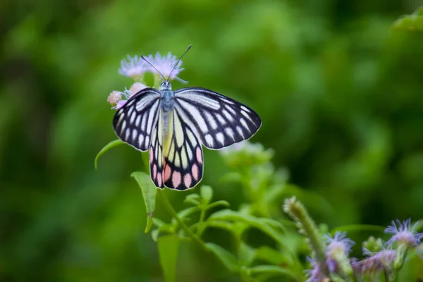 Delias Eucharis Jezabel Común Una Mariposa Piérida Tamaño Mediano Que — Foto de Stock