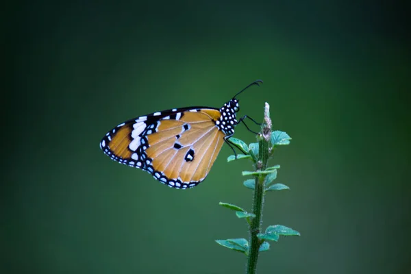 Imagem Borboleta Tigre Simples Também Conhecido Como Crisálipo Danaus Sobre — Fotografia de Stock