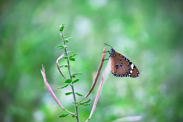 Imagem Borboleta Tigre Simples Também Conhecido Como Crisálipo Danaus Sobre — Fotografia de Stock