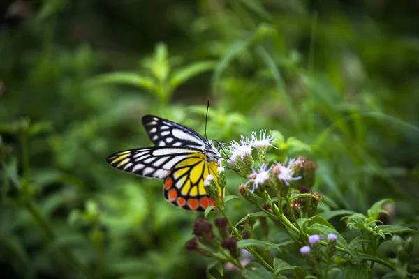 菊花蝴蝶是一种中等大小的刺绣蝴蝶 栖息在花木上 — 图库照片