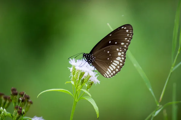 Euploea Çekirdeği Çiçek Bitkisinin Üzerine Tünemiş Karga Kelebeği Güzel Yeşil — Stok fotoğraf