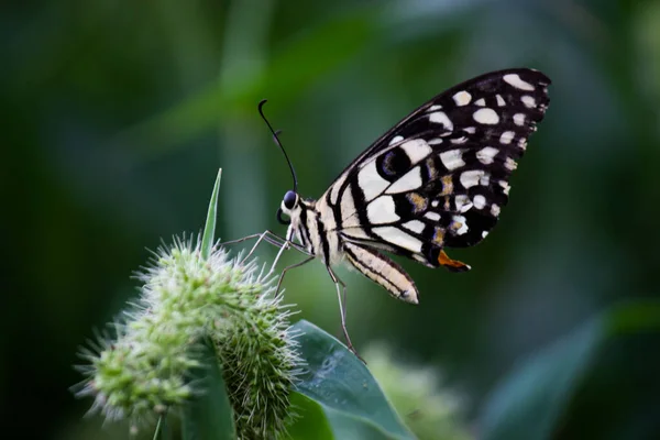 Macro Picture Papilio Demoleus Common Lime Butterfly Widespread Swallowtail Also — Stock Photo, Image