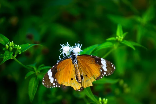 Изображение Простой Бабочки Тигра Известно Danaus Chrysippus Цветочных Растениях Весной — стоковое фото
