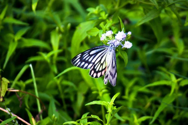 Delias eucharis, the common Jezebel, is a medium-sized pierid butterfly resting on the flower plants