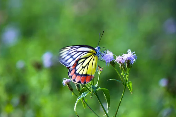 Delias Eucharis Jézabel Commun Est Papillon Piéride Taille Moyenne Reposant — Photo