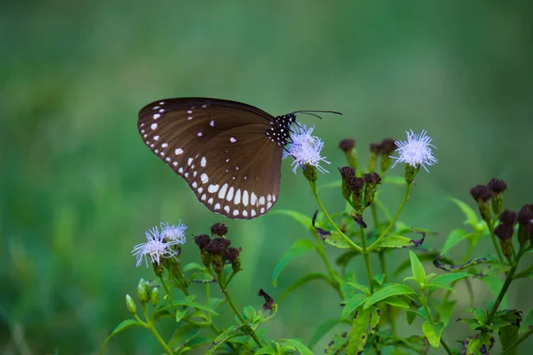 Euploea Core Papillon Corbeau Commun Perché Sur Plante Florale Avec — Photo