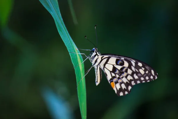 Imagen Macro Papilio Demoleus Una Mariposa Común Lima Cola Golondrina — Foto de Stock