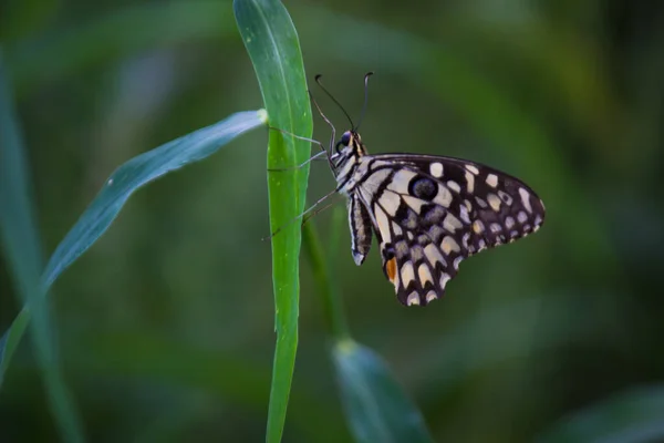Macro Image Papilio Demoleus Est Papillon Commun Tilleul Hirondelle Répandue — Photo
