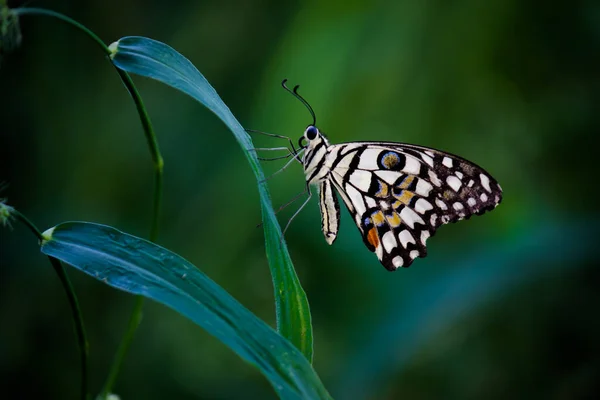 Macro Foto Van Papilio Demoleus Een Gewone Kalkvlinder Wijdverspreide Zwaluwstaart — Stockfoto