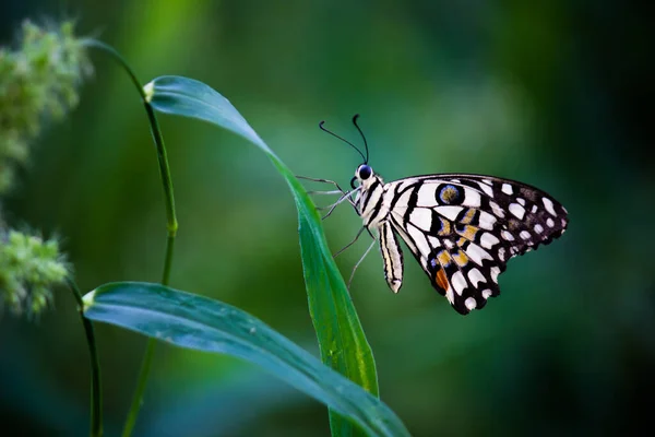 Macro Image Papilio Demoleus Est Papillon Commun Tilleul Hirondelle Répandue — Photo