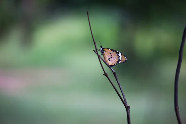 Imagem Borboleta Tigre Simples Também Conhecido Como Crisálipo Danaus Sobre — Fotografia de Stock