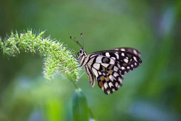 Makro Bild Papilio Demoleus Vanlig Lime Fjäril Och Utbredd Svälja — Stockfoto