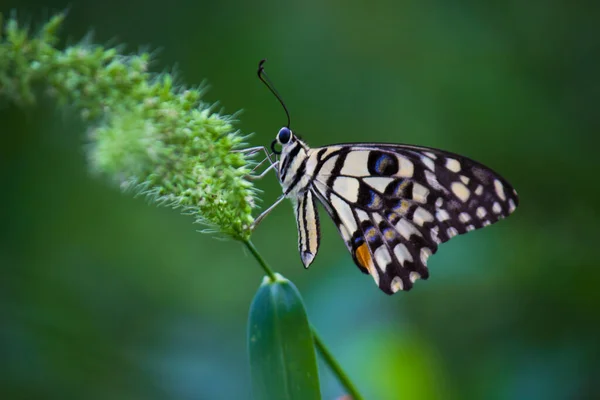 番石榴的宏观图片是一种常见的石灰蝴蝶和广泛的燕尾 它也被称为柠檬蝴蝶 Lemon Butterfly 和弯曲的燕尾花 在春季时节栖息在花木上 — 图库照片