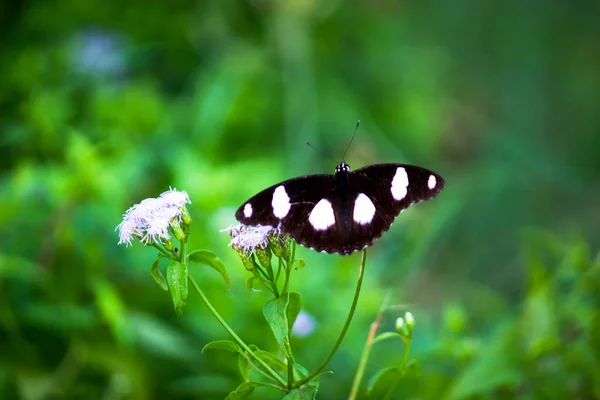 Hypolimnas Bolina Grand Aubergine Aubergine Commune Papillon Bleu Lune Reposant — Photo