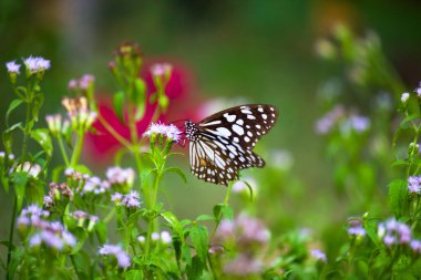 Mavi benekli süt otları kelebekleri ya da yabani otlar doğal ortamda çiçeklerle beslenen kelebekler, makro iğneler, kelebek bahçeleri., 