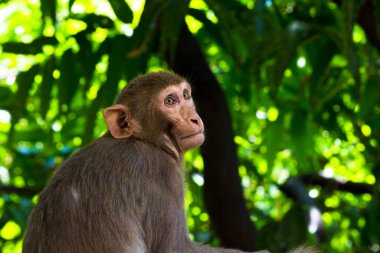 Rhesus macaque maymunu, kırmızı yüzlü ve arkası olan kahverengi primatlar ya da Macaca ya da Mullata olarak da bilinir.