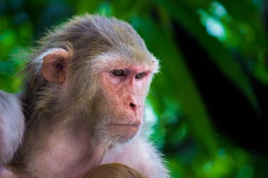 Rhesus makakları, kırmızı yüzlü ve arkalı maymunlar ya da kahverengi primatlar olarak bilinen Macaca veya Mullata maymunlarıdır.