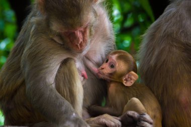 Bebek Rhesus Macaque 'ın portresi Ağacın altında anne sütü içiyor 