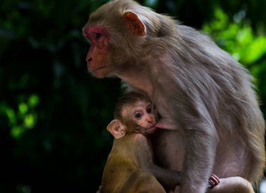 Anne Rhesus 'un portresi. Bebeğini karanlık bir arka planda besliyor. 