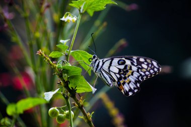 Papilio Kelebeği 'nin vahşi yaşam Macro resmi mi yoksa çiçek bitkilerinin üzerinde dinlenen Kelebek Kelebeği mi? 