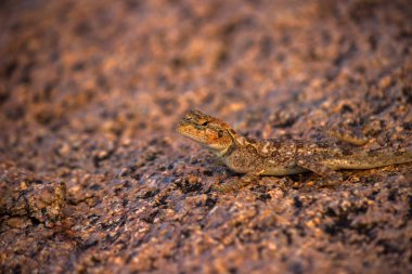  Yaygın agama, kızıl saçlı kaya agama, (Agama agama) kamufle edildi - Hyderabad, Hindistan