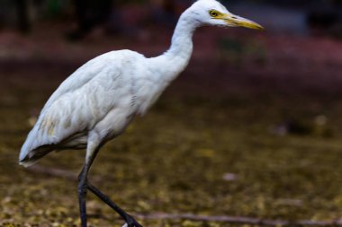 Böcek Egret ya da Heron olarak bilinen Bubulcus Ibis böceklerin bitkilerinin yanında dimdik ayakta duruyor ve geçim sıkıntısı çekiyor.