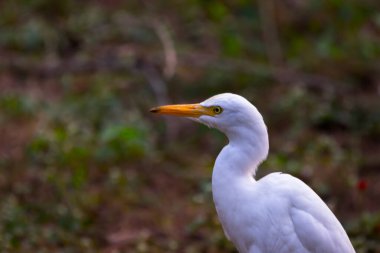 Böcek Egret ya da Heron olarak bilinen Bubulcus Ibis böceklerin bitkilerinin yanında dimdik ayakta duruyor ve geçim sıkıntısı çekiyor.