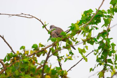 Doğulu kaplumbağa güvercini ya da paslı kaplumbağa güvercini ya da ağaç dalında oturan Kolobidae. 