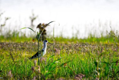 Böcek ve böcek arayan bitkiler arasında yaygın bir kuş. 