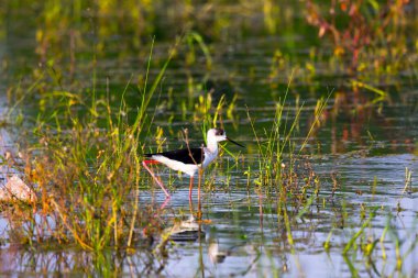 Su gölü arasındaki kayalıklarda balık yakalamak isteyen sıradan bir deniz feneri. 