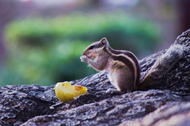 Palmiye sincabı ya da kemirgen ya da sincap olarak da bilinir. Yumuşak, bulanık bir arka planda kayanın üzerinde oturur ve yemek yer..