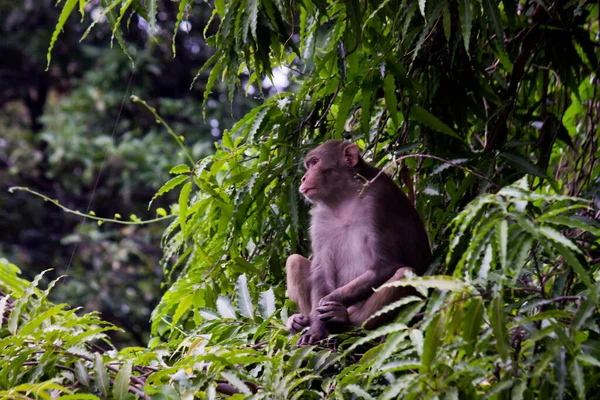 Rhesus Macaque Aap Zijn Bekende Bruine Primaten Apen Met Rode — Stockfoto