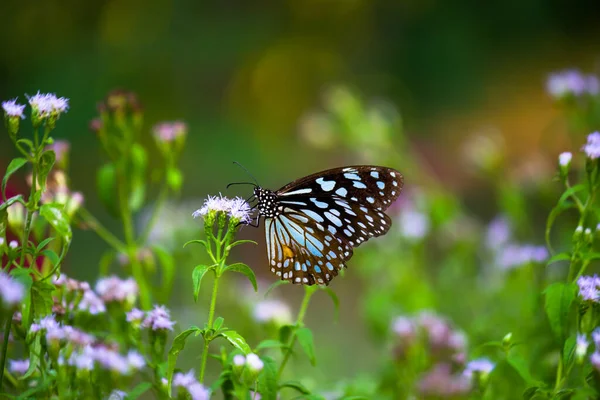 Blue Spotted Milkweed Butterfly Danainae Milkweed Butterfly Feeding Flower Plants — Stock Photo, Image