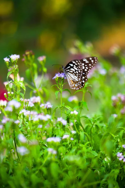 Blue Spotted Milkweed Butterfly Danainae Milkweed Butterfly Feeding Flower Plants — Stock Photo, Image