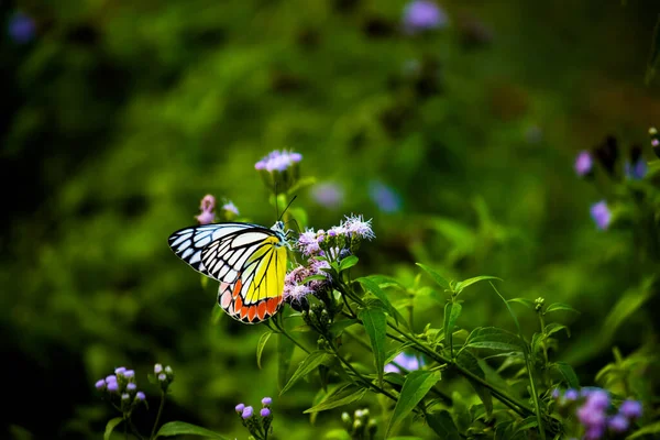 인도의 공원에서 수있는 크기의 피어싱 나비인 리아스 Delias Eucharis 줄무늬가 — 스톡 사진