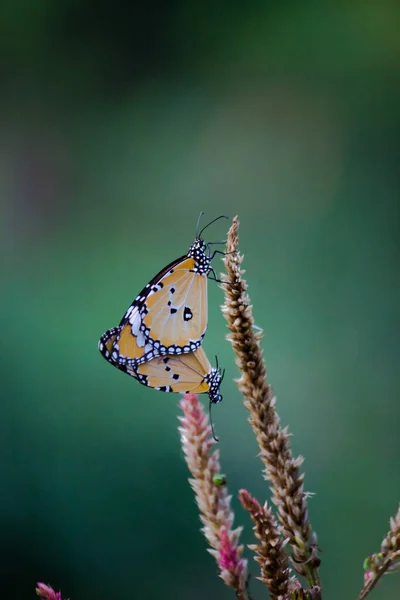 호랑이 Danaus Chrysippus 나비들 봄철에 자연적으로 위에서 짝짓기를 — 스톡 사진