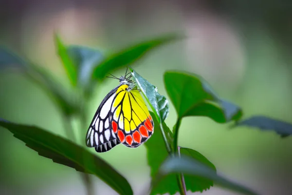 인도의 공원에서 수있는 크기의 피어싱 나비인 리아스 Delias Eucharis 줄무늬가 — 스톡 사진