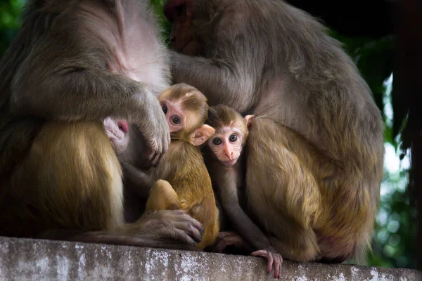 Retrato Bebê Rhesus Macaco Macaco Bebendo Leite Materno Sob Árvore — Fotografia de Stock