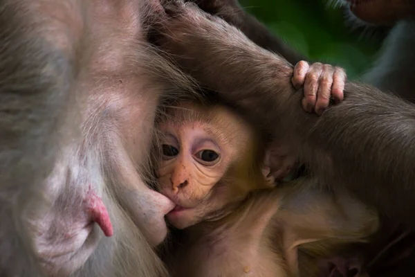 Portrait Baby Rhesus Macaque Monkey Drinking Mothers Milk Tree — Stock Photo, Image