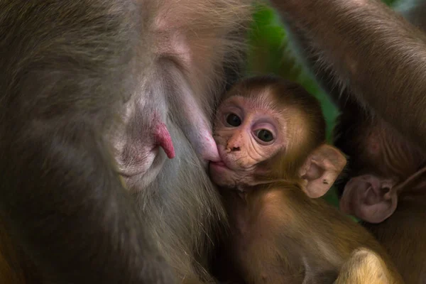 Portrait Baby Rhesus Macaque Monkey Drinking Mothers Milk Tree — Stock Photo, Image