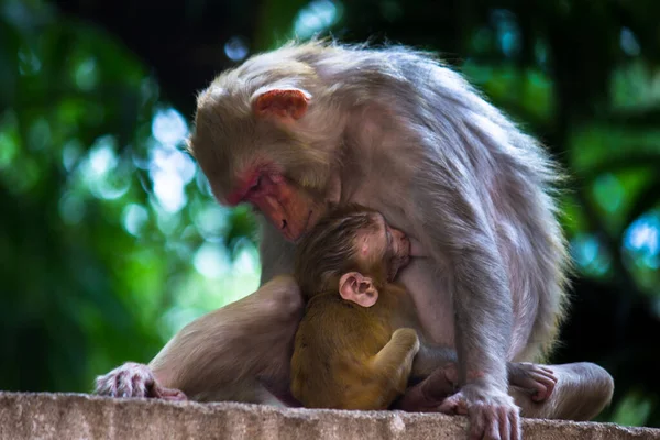 Potret Bayi Kera Rhesus Macaque Dalam Pelukan Ibunya Begitu Lucu — Stok Foto