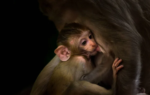 Portrait Baby Rhesus Macaque Monkey Drinking Mothers Milk Tree — Stock Photo, Image