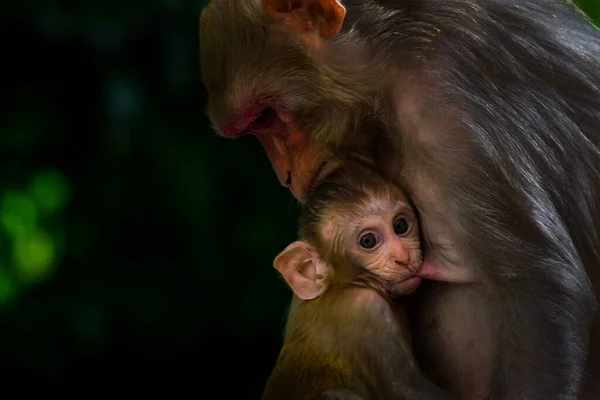 Mother Monkey Portrait Wildlife Sitting Tree Cuddled Her Baby Monkey — Stock Photo, Image