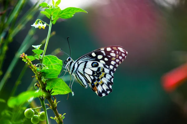 Vida Selvagem Macro Imagem Papilio Borboleta Common Lime Butterfly Descansando — Fotografia de Stock