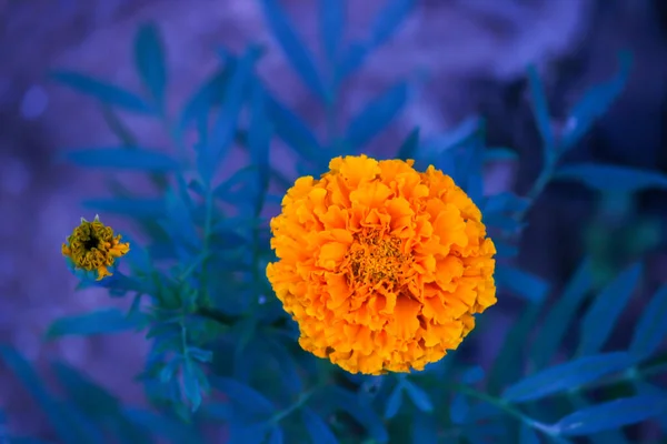 Marigold Flower Full Bloom Natural Environment Isolated — Stock Photo, Image